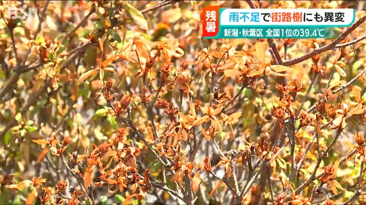 ついに街路樹も枯れ始め… 8月最後も39℃超え！ 雨を待つほか対策もなく