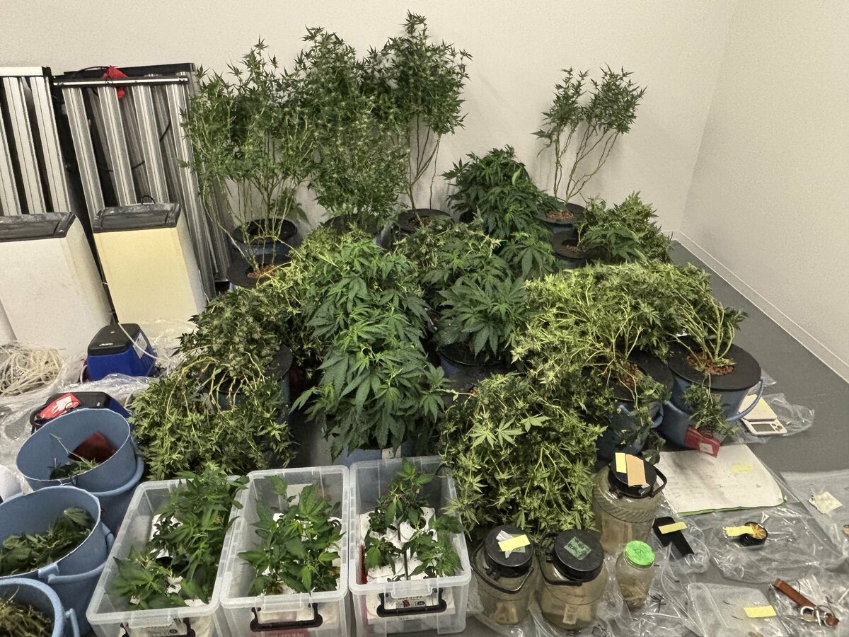 「大麻のような匂いがする」近くの人からの通報で発覚 大麻所持の疑いで逮捕された男2人を再逮捕  営利目的で栽培したか  愛知