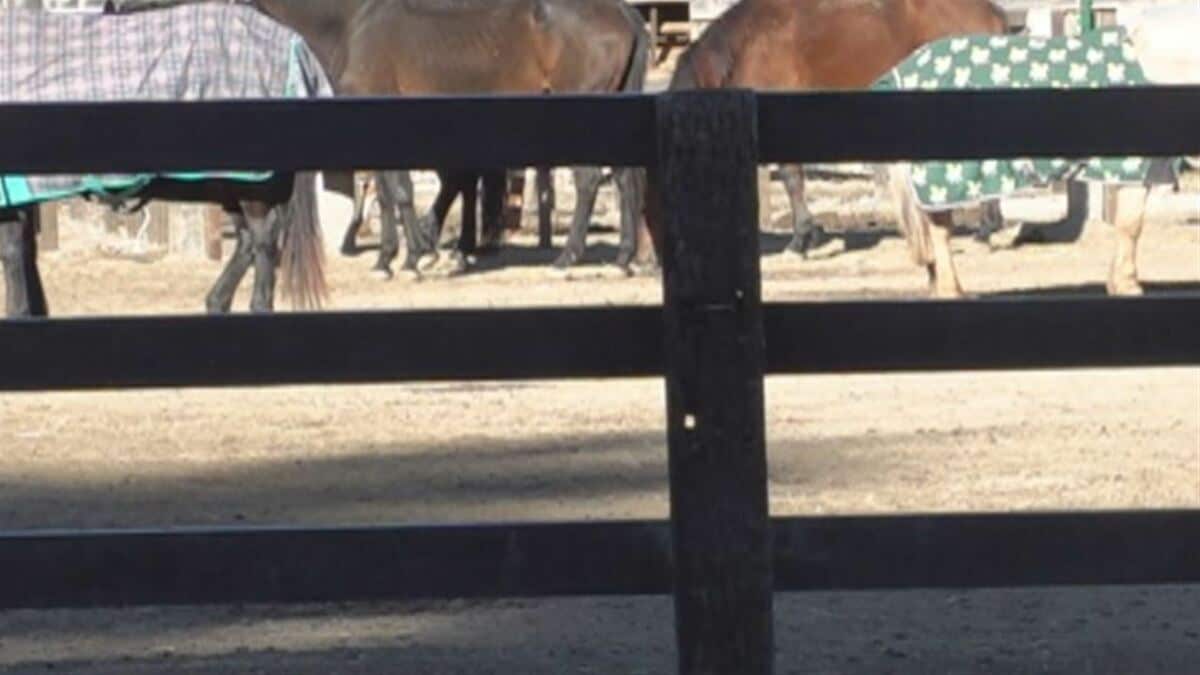 馬に指をかまれ、当時4歳の女の子が大けがの事故　乗馬施設代表を略式起訴　山梨