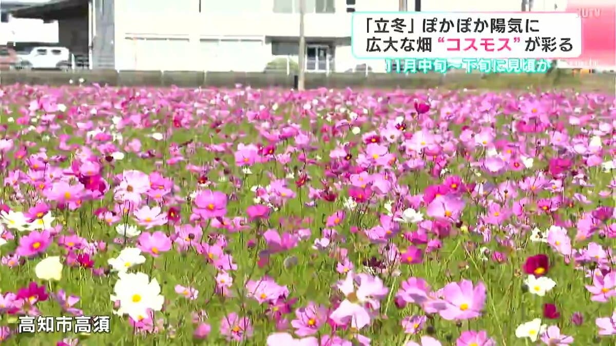 立冬なのに…強い日差しでぽかぽかむ陽気の中、高知市内コスモスが見ごろをむかえる