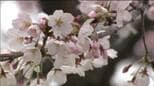 仙台でサクラ満開 平年より9日、去年より6日ともに早い|TBS NEWS DIG