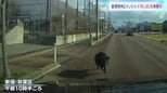 住宅街でイノシシが体当たり 3人けが　車にぶつかる映像も…新潟市|TBS NEWS DIG