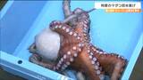 「東の横綱」の"マダコ"初水揚げ　量は去年の4倍「順調に大きく育っている」宮城・南三陸町|TBS NEWS DIG