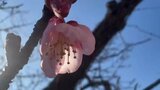 気温上昇 江刺、花巻など5地点で2月の観測史上最高をマーク(午後3時まで) 5月上旬並みとなった大船渡では早咲きのサクラほころぶ 岩手 | IBC NEWS | IBC岩手放送