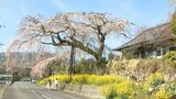 樹齢170年 安楽寺の「しだれ桜」が満開 特別保護樹木 指定の名木 大分・別府市 | 大分のニュース|OBS NEWS|大分放送