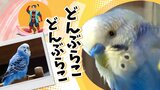 「桃太郎を話すインコが逃げました」うっかり逃げ出しても飼い主のもとに戻ってくるインコのピーちゃん　昔話を話す特技が決め手に　|　福岡のニュース｜RKB NEWS｜RKB毎日放送