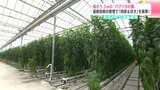 高さ5.5ｍの“パプリカの壁”　高知県南国市で「肉厚パプリカ」収穫最盛期|TBS NEWS DIG
