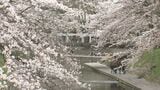 サクラの名所　富山・松川べり　花見客でにぎわう　|　富山のニュース｜天気・防災｜チューリップテレビ