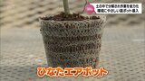 農作業の省力化も期待　土の中で分解される新しい苗ポットを高鍋町の企業が導入　|　MRTニュース ｜ ＭＲＴ宮崎放送