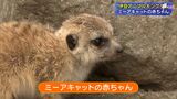 「小さな体で頑張って日光をおなかに浴びている様子を見てほしい」ミーアキャットの赤ちゃん誕生＝静岡県東伊豆町の動物園|TBS NEWS DIG