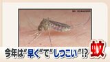 すでに活発化した今年の「蚊」 専門家は「早くて多くてしつこい」 刺されないポイント 除菌シートなどで足を拭くと効果的 | 福岡のニュース|RKB NEWS|RKB毎日放送