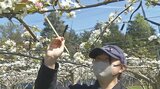 地元特産の「梨」の授粉作業 支援学校の生徒10人が体験 大分・日田市 | 大分のニュース|OBS NEWS|大分放送
