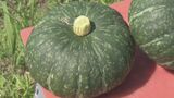 甘くて粘り気のある食感「どんな料理にも合う」 夏の味覚「えびすかぼちゃ」の収穫作業が最盛期 三重・玉城町 | 名古屋・愛知・岐阜・三重のニュース【CBC news】 | CBC web