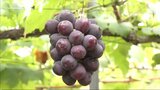 「糖度がしっかり乗って甘いぶどうに仕上がっている」“黒い真珠” 露地栽培の「三次ピオーネ」初出荷　|　RCC NEWS | 広島ニュース | RCC中国放送