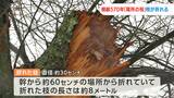「桜にとっては辛かったろうな」樹齢570年 県指定天然記念物「尾所の桜」枝折れる “最強寒波”の影響か【岡山】|TBS NEWS DIG
