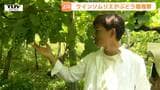 バリエーション豊富な“かみのやまワイン”！ワインソムリエが上山市内のぶどう農家などを視察　作り手と特徴や生育環境を考える（山形）　|　山形のニュース│TUYテレビユー山形