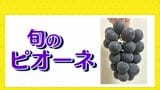 旬のピオーネ おすすめの保存方法について|TBS NEWS DIG