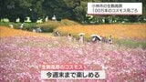 小林市の生駒高原 100万本のコスモスが見ごろ | MRTニュース | MRT宮崎放送