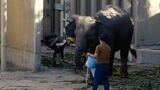 福岡市動物園で急死したゾウ 死因は「ゾウヘルぺス」と判明 東京大学総合研究博物館に骨格標本として収蔵 | 福岡のニュース|RKB NEWS|RKB毎日放送