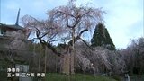 樹齢300年のしだれ桜が見ごろ 五ヶ瀬町の浄専寺 ライトアップも|TBS NEWS DIG