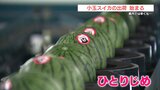 『ひとりじめ』したい味 寒波の中でもあま~く育った「小玉スイカ」の出荷はじまる 熊本 | 熊本のニュース|RKK NEWS|RKK熊本放送