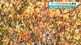 ついに街路樹も枯れ始め… 8月最後も39℃超え! 雨を待つほか対策もなく 酷暑続く新潟市 |TBS NEWS DIG