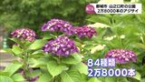 2万8000本のアジサイが見ごろに 都城市山之口町の「あじさい公園」 | MRTニュース | MRT宮崎放送