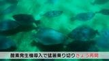 海水温上昇で養殖ヒラメ大量死…生育状況安定で人気のエサやり体験再開「休止中、何度も問い合わせがあった」　|　山口のニュース・天気・防災｜tys NEWS｜ｔｙｓテレビ山口