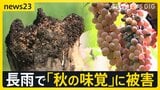 台風25号 シルバーウイークに接近のおそれ　日光市は“日光不足”…各地で農作物にも影響 「車から出られない」名古屋豪雨緊迫の通報記録【news23】|TBS NEWS DIG