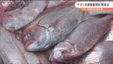 なぜ増加?暖水性魚の「チダイ」活用法模索中なのに専門家驚きの見解? 宮城|TBS NEWS DIG