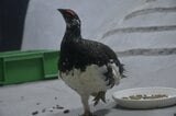 オスの二ホンライチョウ死ぬ 富山の施設生まれの7歳 膨羽見られたことから保温の手当てで一時回復も容体悪化 長野・大町山岳博物館 | SBC NEWS | 長野のニュース | SBC信越放送