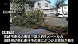 先月に走行中の車にぶつかる倒木事故 宮崎駅近くの市道で街路樹の伐採作業|TBS NEWS DIG