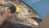 今が旬の沖縄のクロマグロ 漁獲可能量に到達で今期はまもなく終了 県の採捕停止命令 | 沖縄のニュース|RBC 琉球放送