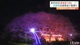 タオル美術館のサクラ満開　土日はライトアップ　幻想的な夜桜|TBS NEWS DIG
