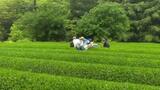 5月1日は八十八夜 一番茶の摘み取り始まる“甘くしたい時は冷まして、香りを楽しみたい時は熱く” 愛媛・四国中央 | 愛媛のニュース - Nスタえひめ|あいテレビは6チャンネル