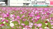 立冬なのに…強い日差しでぽかぽかむ陽気の中、高知市内コスモスが見ごろをむかえる　|　高知のニュース・天気｜KUTV NEWS | KUTVテレビ高知