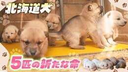残る唯一の系統《北海道犬》5匹の子犬誕生　年間繁殖数は約7000匹⇒100匹　飼育を続けて半世紀…血統を守ろうと奮闘する80歳男性　|TBS NEWS DIG