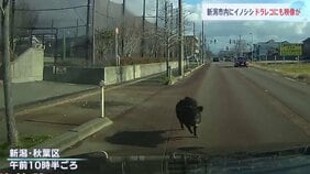 住宅街でイノシシが体当たり 3人けが 車にぶつかる映像も…新潟市|TBS NEWS DIG