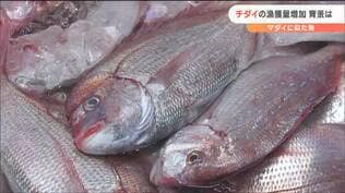 なぜ増加？暖水性魚の「チダイ」活用法模索中なのに専門家驚きの見解？　宮城　|　宮城のニュース│tbc NEWS│tbc東北放送