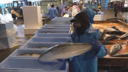 石器　川揚がり 寒ブリ“1200本”水揚げ「1日も早く日常が取り戻せるように」能登の漁を