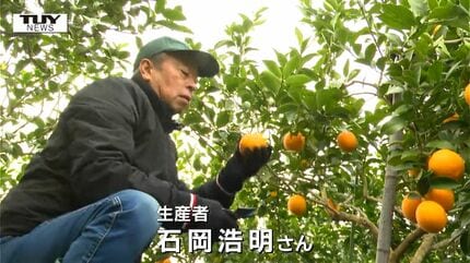 大きく寒さに耐性！ レモン×オレンジ「雪国レモン」の収穫始まる 皮