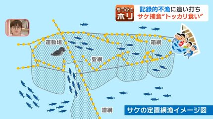 ゴマフアザラシの