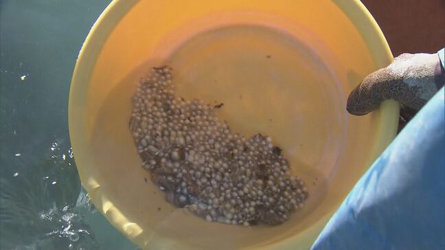 英虞湾で真珠を取り出す“浜揚げ作業”最盛期 アコヤガイの身をミキサーに…作業繰り返すと5ミリほどの真珠 今シーズンは｢層は薄いものの形はよい｣ 三重・志摩市|TBS NEWS DIG