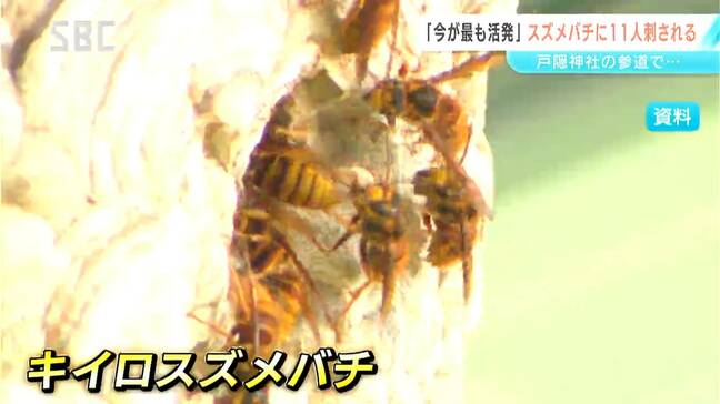 「9月～10月は活動が最も活発になる時期」長野市の戸隠神社で観光客11人がキイロスズメバチに刺される　専門業者「木の洞穴、住宅の屋根裏や軒下、換気口はスズメバチにとって巣作りしやすい場所」|TBS NEWS DIG