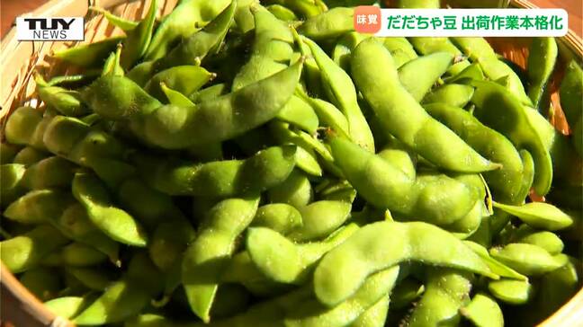 今年も良い仕上がりに!庄内が誇る夏の味覚 "だだちゃ豆" の出荷作業が本格化(山形・鶴岡市)|TBS NEWS DIG