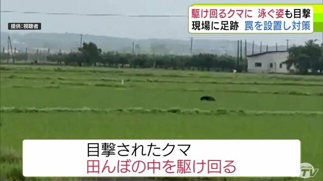駆けまわるクマ…泳ぐ姿も目撃 現場に足跡 罠を設置し対策|TBS NEWS DIG