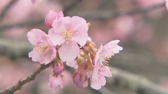 「やっぱり春だな」早咲きの河津桜咲き始める 24日は3月下旬から4月上旬並み陽気に 福島|TBS NEWS DIG