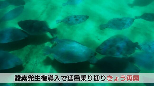 海水温上昇で養殖ヒラメ大量死…生育状況安定で人気のエサやり体験再開「休止中、何度も問い合わせがあった」|TBS NEWS DIG