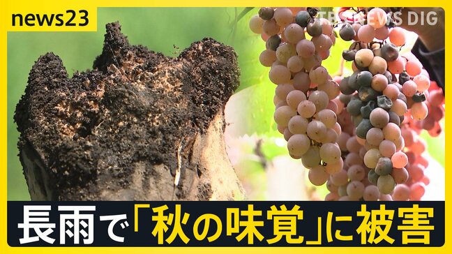 台風25号 シルバーウイークに接近のおそれ 日光市は“日光不足”…各地で農作物にも影響 「車から出られない」名古屋豪雨緊迫の通報記録【news23】|TBS NEWS DIG