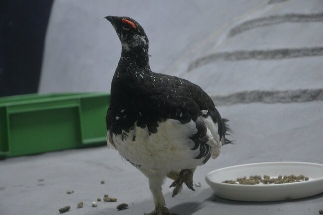 オスの二ホンライチョウ死ぬ 富山の施設生まれの7歳 膨羽見られたことから保温の手当てで一時回復も容体悪化 長野・大町山岳博物館 |TBS NEWS DIG